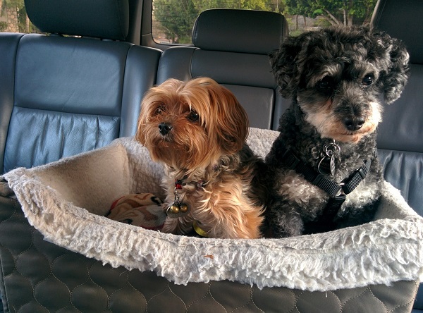 two dogs sitting don in the backseat of a car 