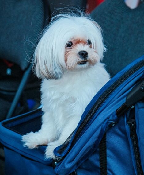 dog in carrier - pet travel guide