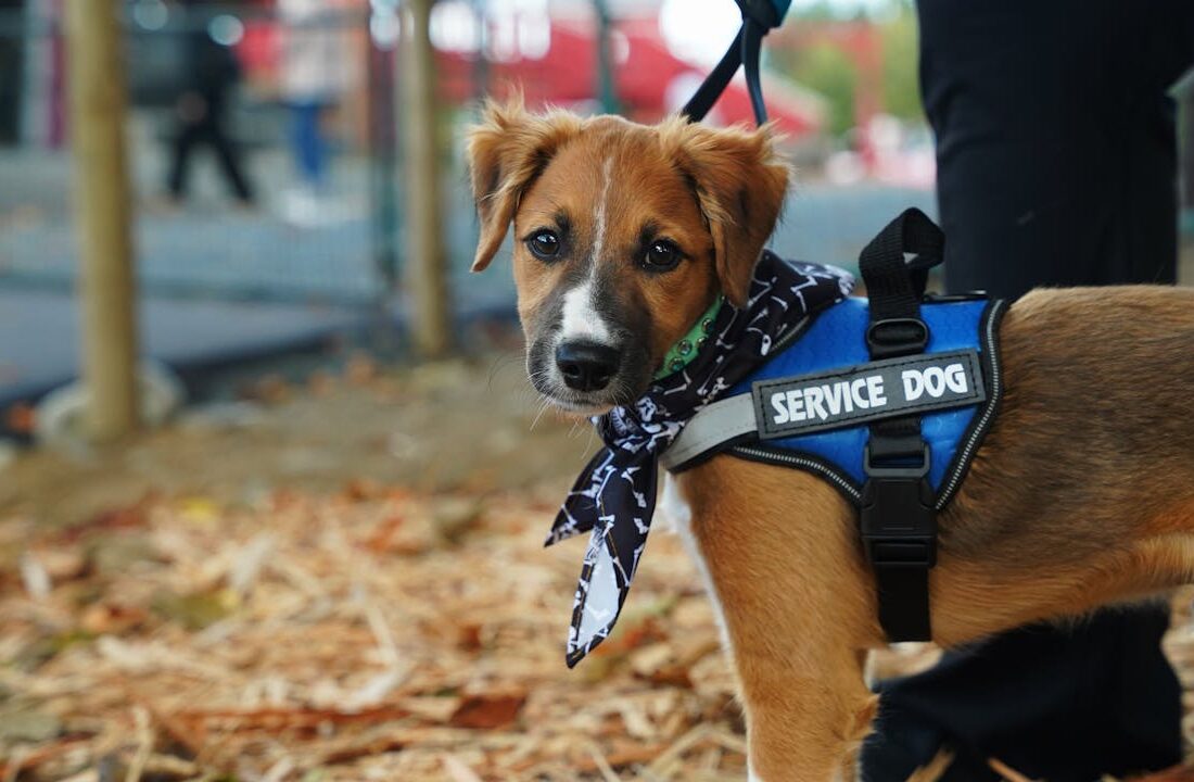using a service dog in public spaces