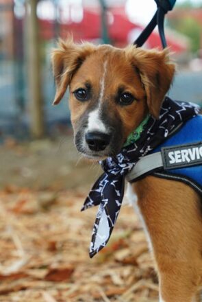 using a service dog in public spaces