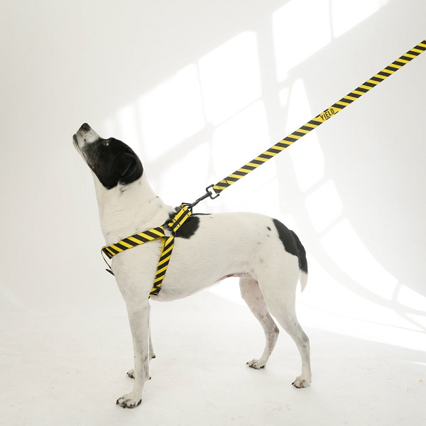 Saint Rue YIELD Le Sport Dog Harness