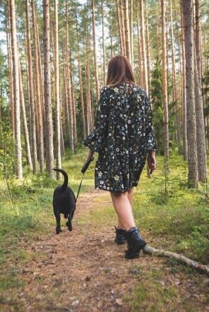 Seasonal Pest Risks Every Dog Owner Should Know About