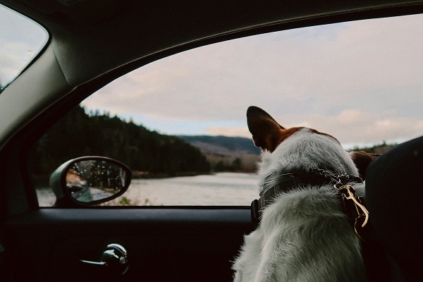 dog looking out the car window - travelling with pets tips for safety