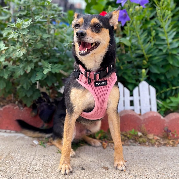Voyager Step-in Pet Harness