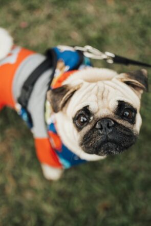 6 Must-Have Items in Every Dog Park Bag