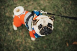 6 Must-Have Items in Every Dog Park Bag