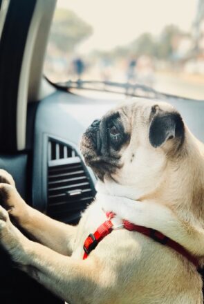How to Plan a Long-Distance Road Trip With Your Dog