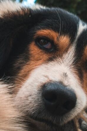 Is Fresh Cooked Dog Food Best for Senior Dogs?