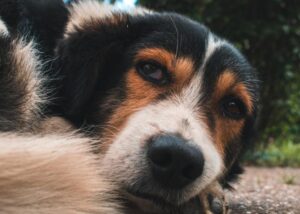 Is Fresh Cooked Dog Food Best for Senior Dogs?