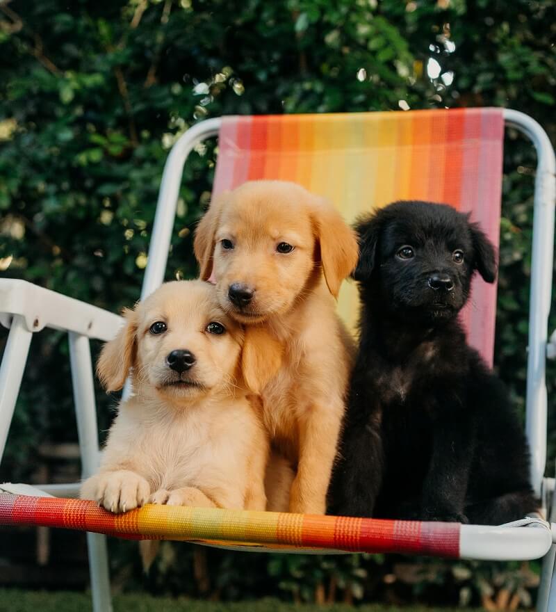 Dog Names Based on Coat Color