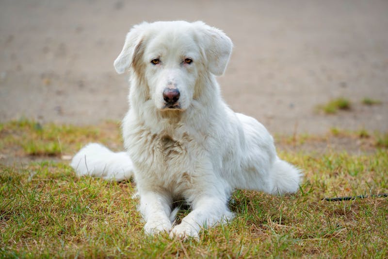 Dog Names for Large Breeds