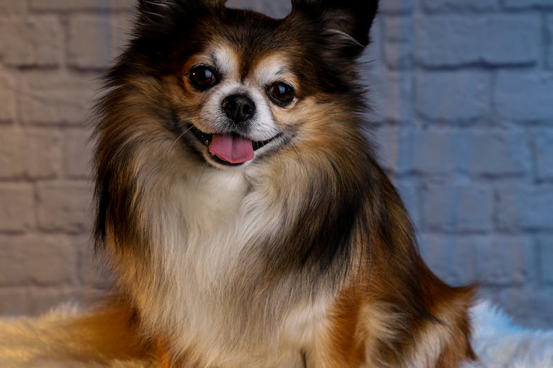 Dog Names for Small Breeds