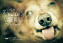 Photography: Chewbacca and Friends by Cuiji Photos