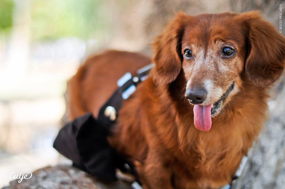Chewbacca and Friends by Cuije Photos