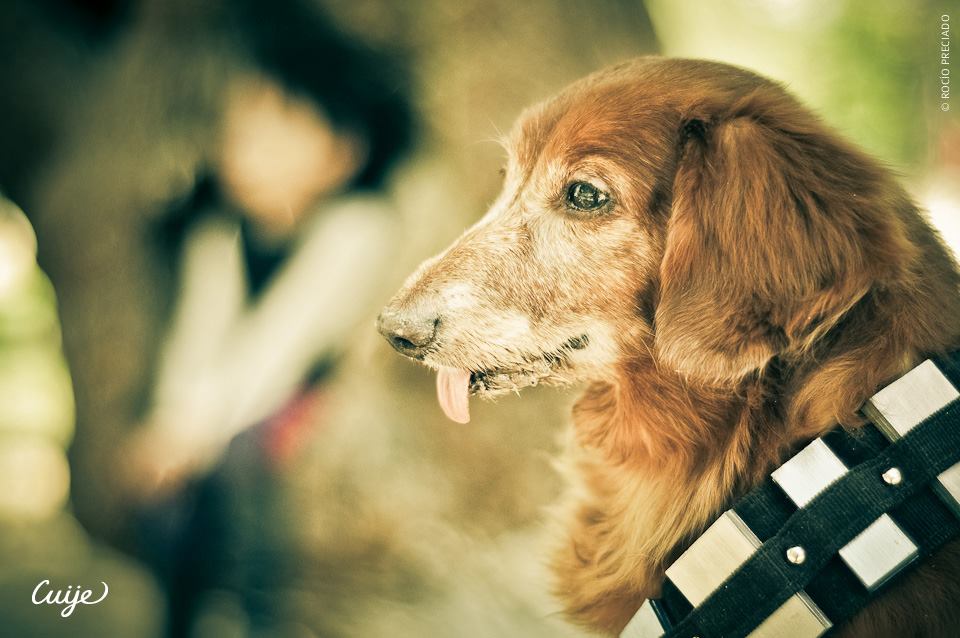 Chewbacca and Friends by Cuije Photos