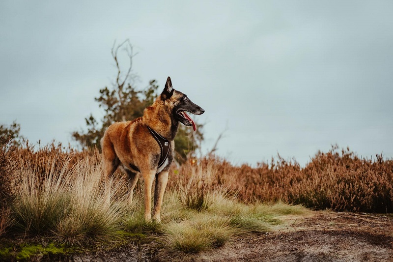 Belgian Tervuren - smart dog breed