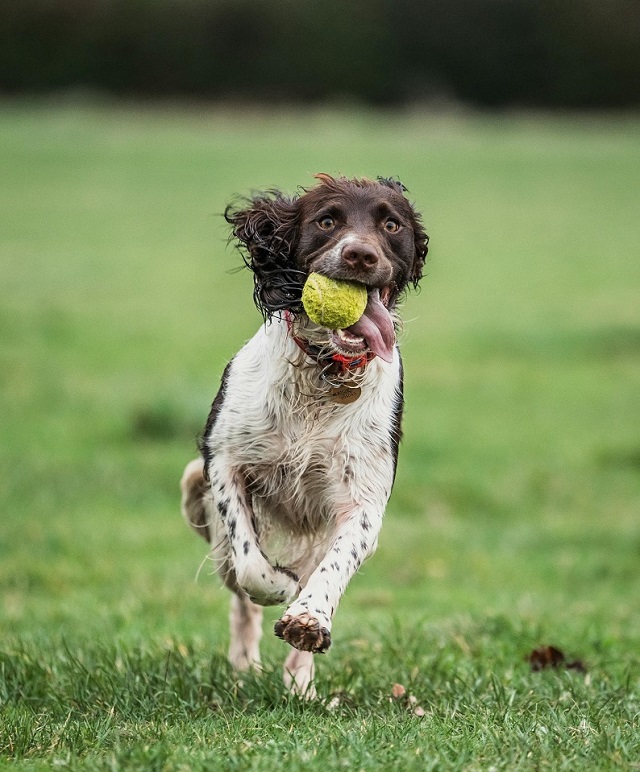 English Springer Spaniel - smart dog breed
