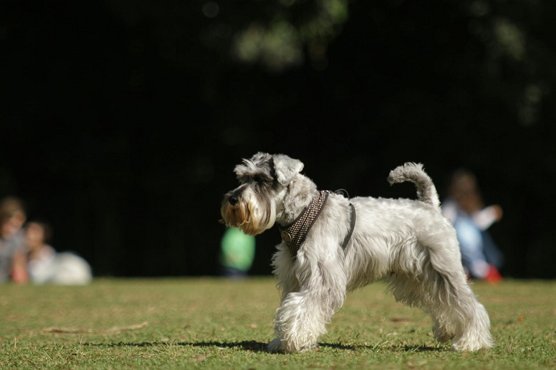 Miniature Schnauzer - smart dog breed