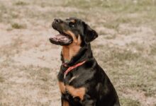 Rottweiler - smart dog breed