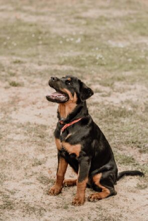 Rottweiler - smart dog breed