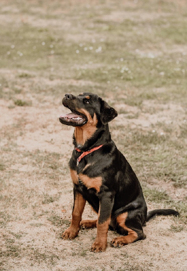 Rottweiler - smart dog breed
