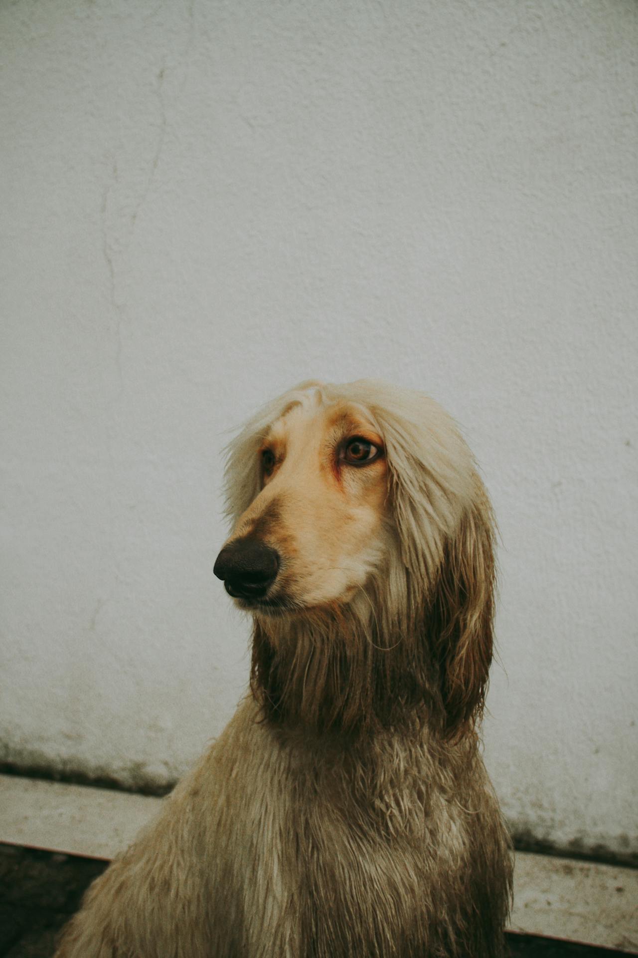 Afghan Hound - least intelligent dog breeds