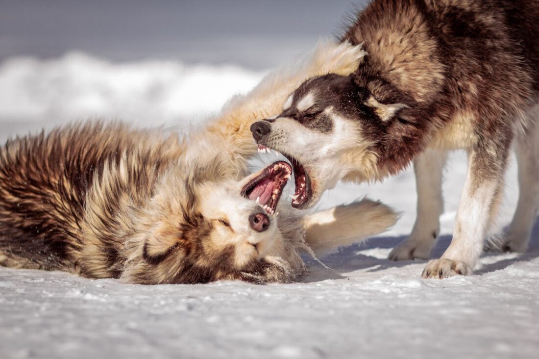 9 Ways to Prevent Aggression in Dogs Before It Becomes Dangerous