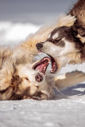 9 Ways to Prevent Aggression in Dogs Before It Becomes Dangerous