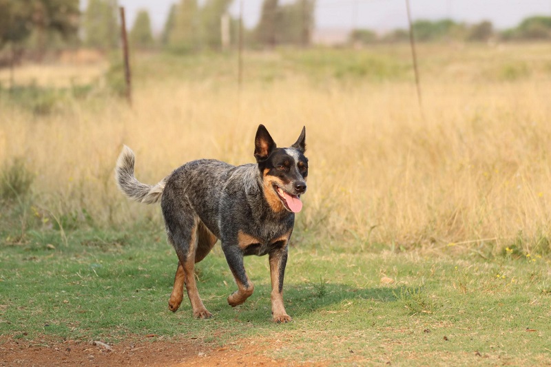 Australian Cattle Dog - smart dog breed