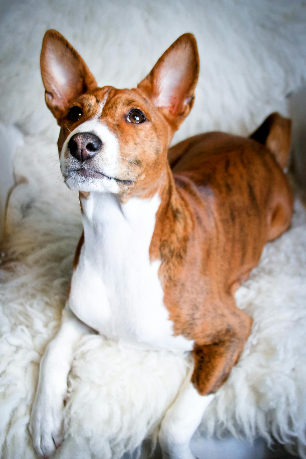 Basenji - least intelligent dog breeds