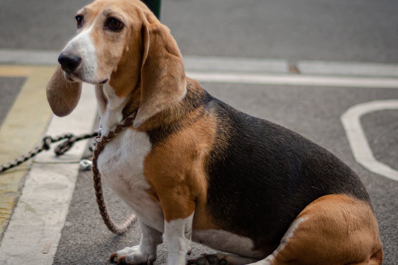Basset Hound - least intelligent dog breeds