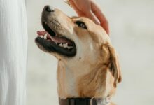 Top 10 Best Family Dogs