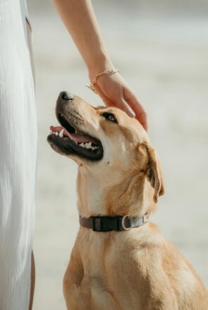 Top 10 Best Family Dogs