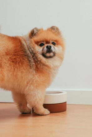 best dog food for weight management