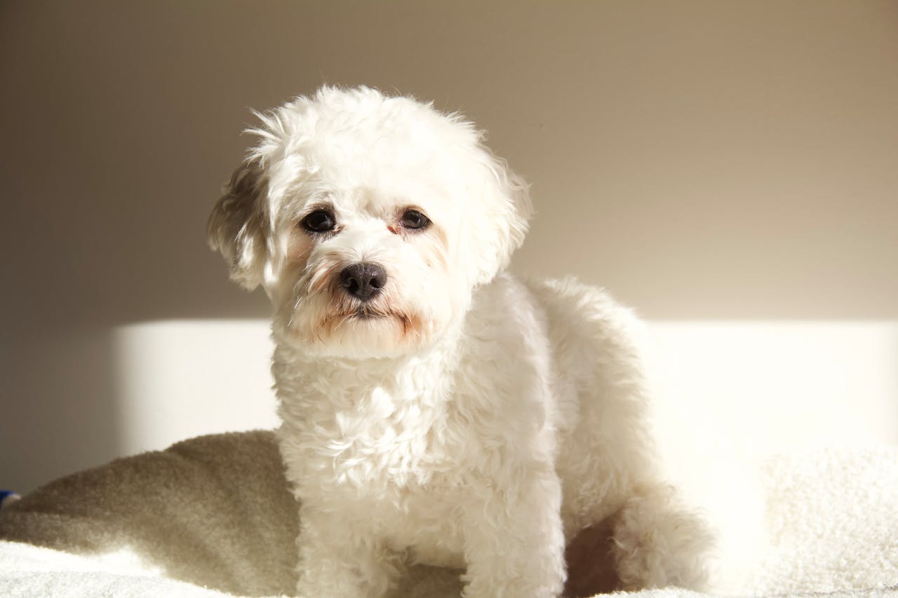 Bichon Frise - best family dogs