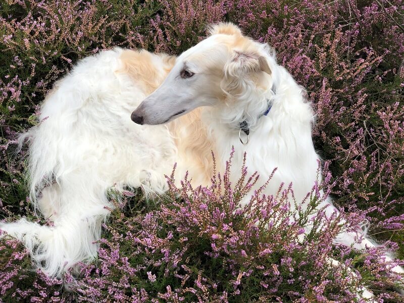 Borzoi - least intelligent dog breeds