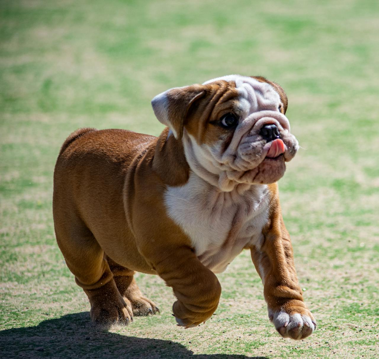 Bulldog - least intelligent dog breeds