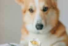 Can Dogs Eat Eggs? What to Know Before Sharing