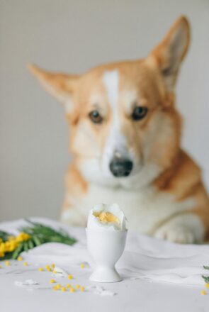 Can Dogs Eat Eggs? What to Know Before Sharing
