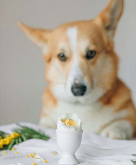 Can Dogs Eat Eggs? What to Know Before Sharing
