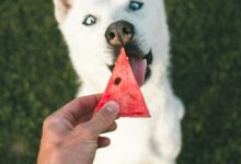can dogs eat watermelon