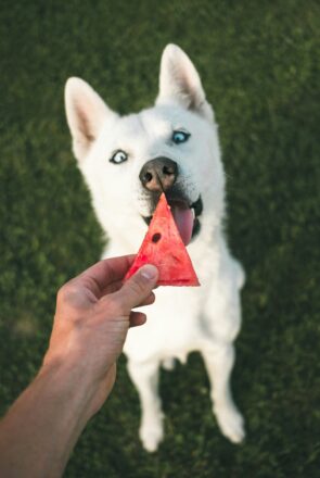 can dogs eat watermelon
