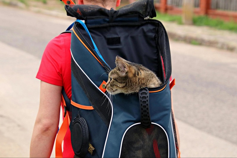 cat in a carrier - how to make travelling with pets easier