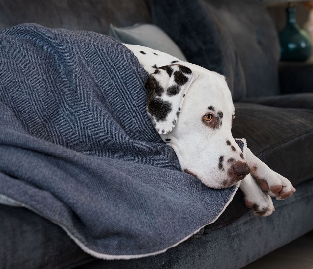 lords and laradors dog blanket