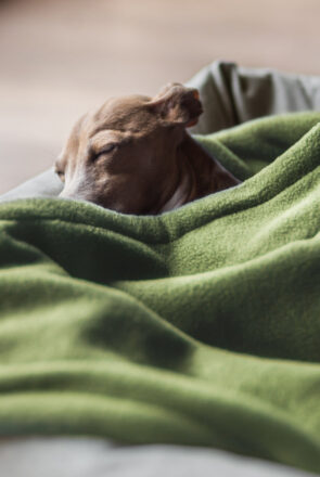how to choose the right dog blanket - shopping guide