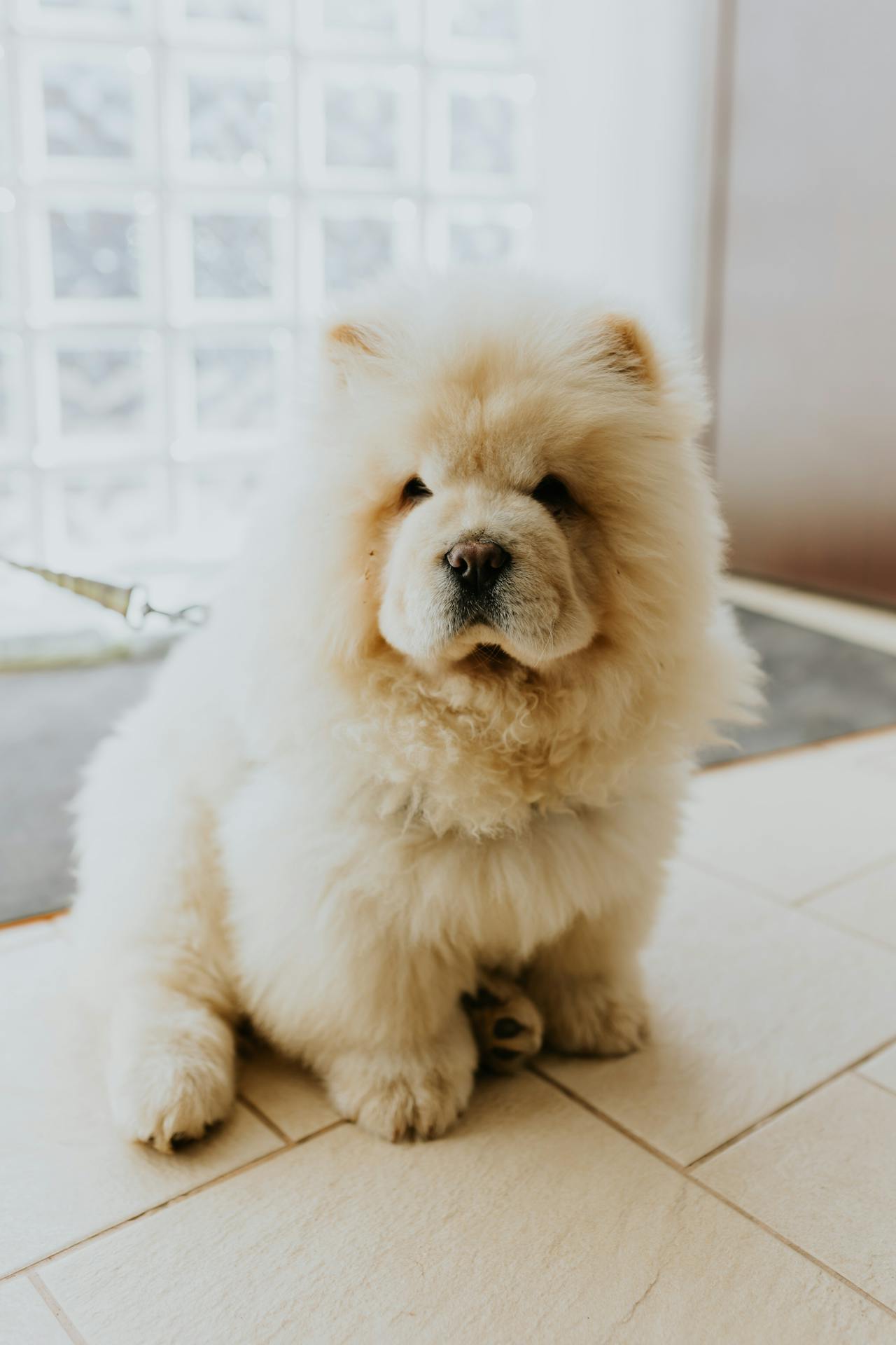 Chow Chow - least intelligent dog breeds