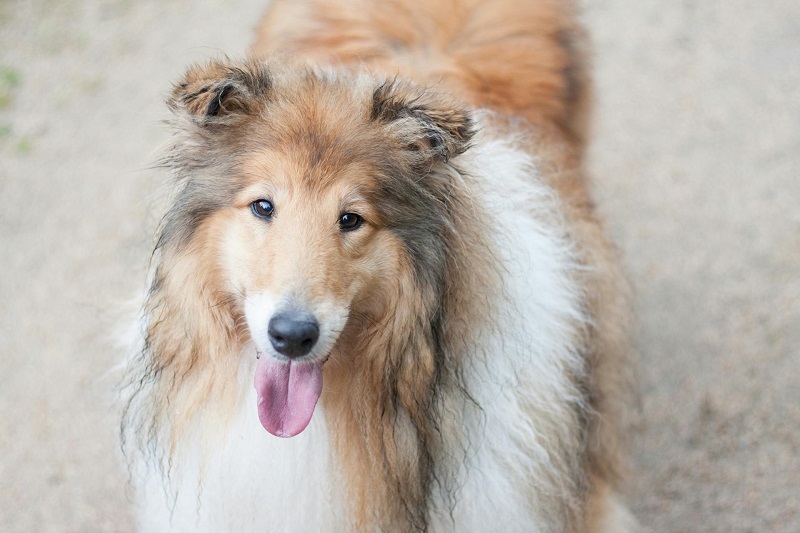 Collie dog looking up