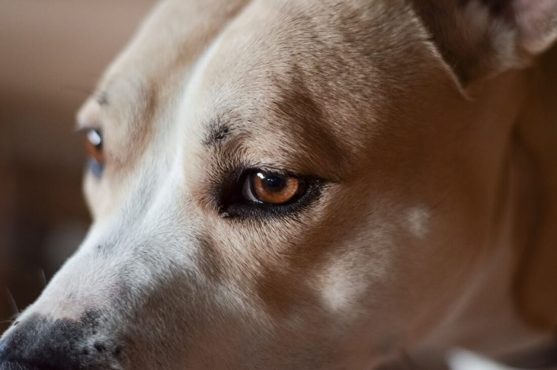 The Truth About Dog Vision: What Colors Do Dogs Actually See?
