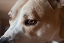 The Truth About Dog Vision: What Colors Do Dogs Actually See?