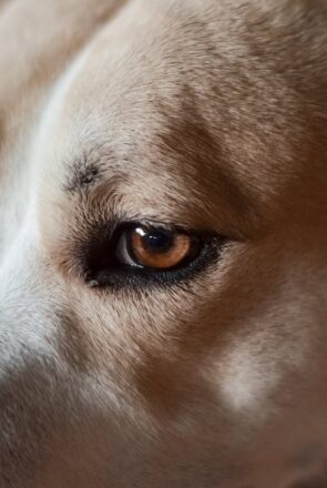 The Truth About Dog Vision: What Colors Do Dogs Actually See?